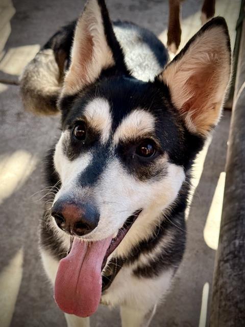 Enlarge JET, a Adoptable Siberian Husky in Lodi, CA image 1/1