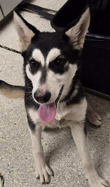 Enlarge JET, a Adoptable Siberian Husky in Lodi, CA image 1/1
