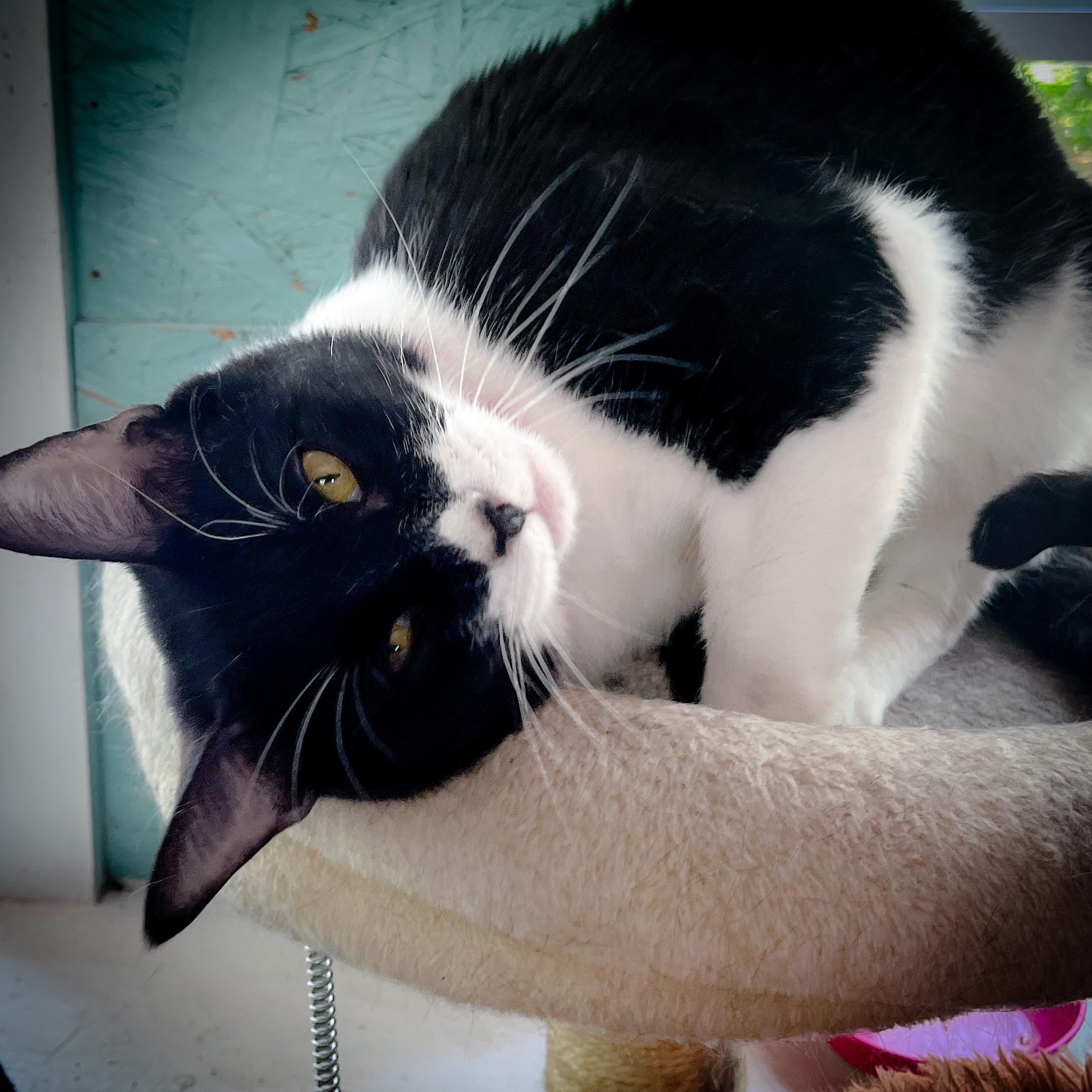 Zeppo, a Adopted Tuxedo in Sherman, TX image 2/5