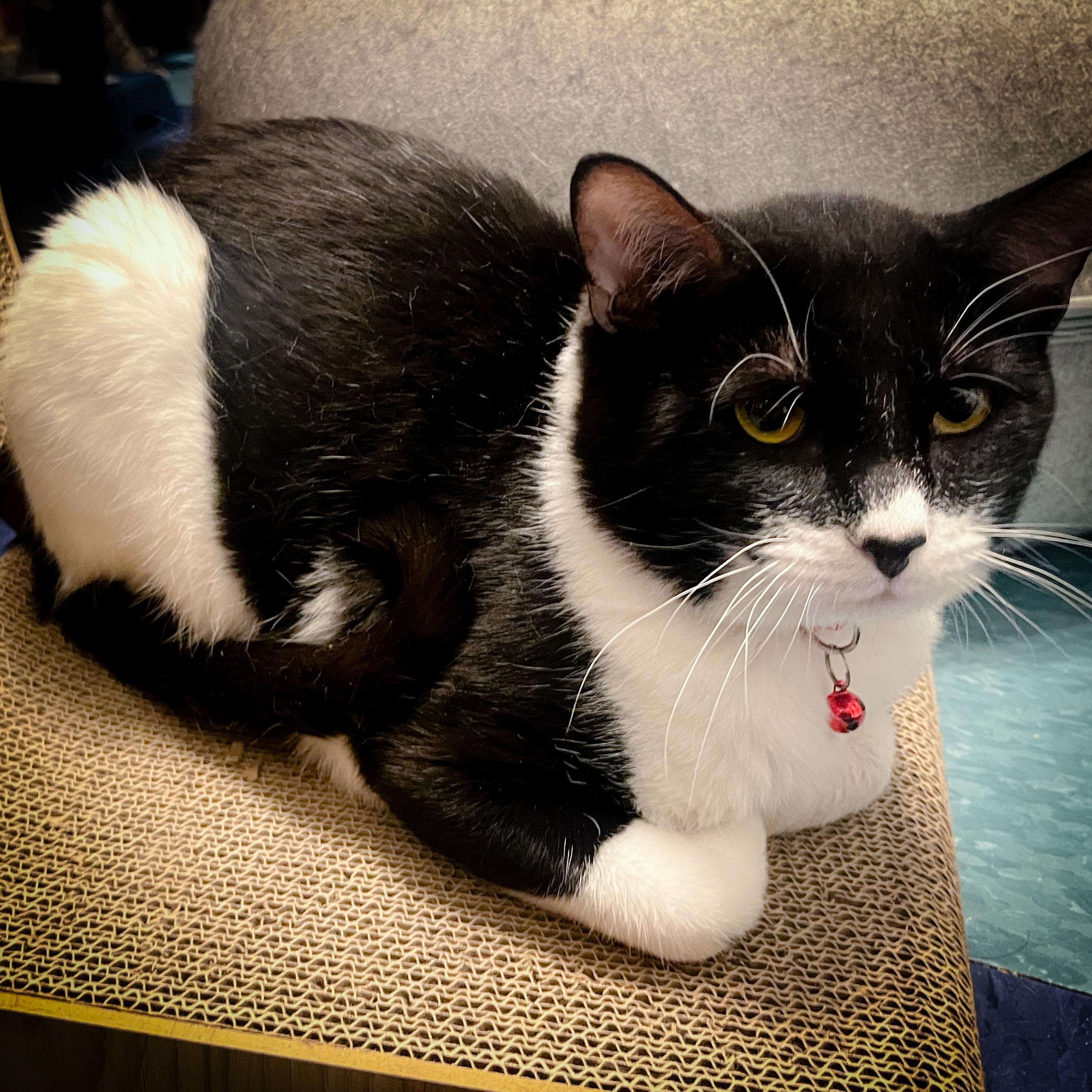 Zeppo, a Adopted Tuxedo in Sherman, TX image 5/5