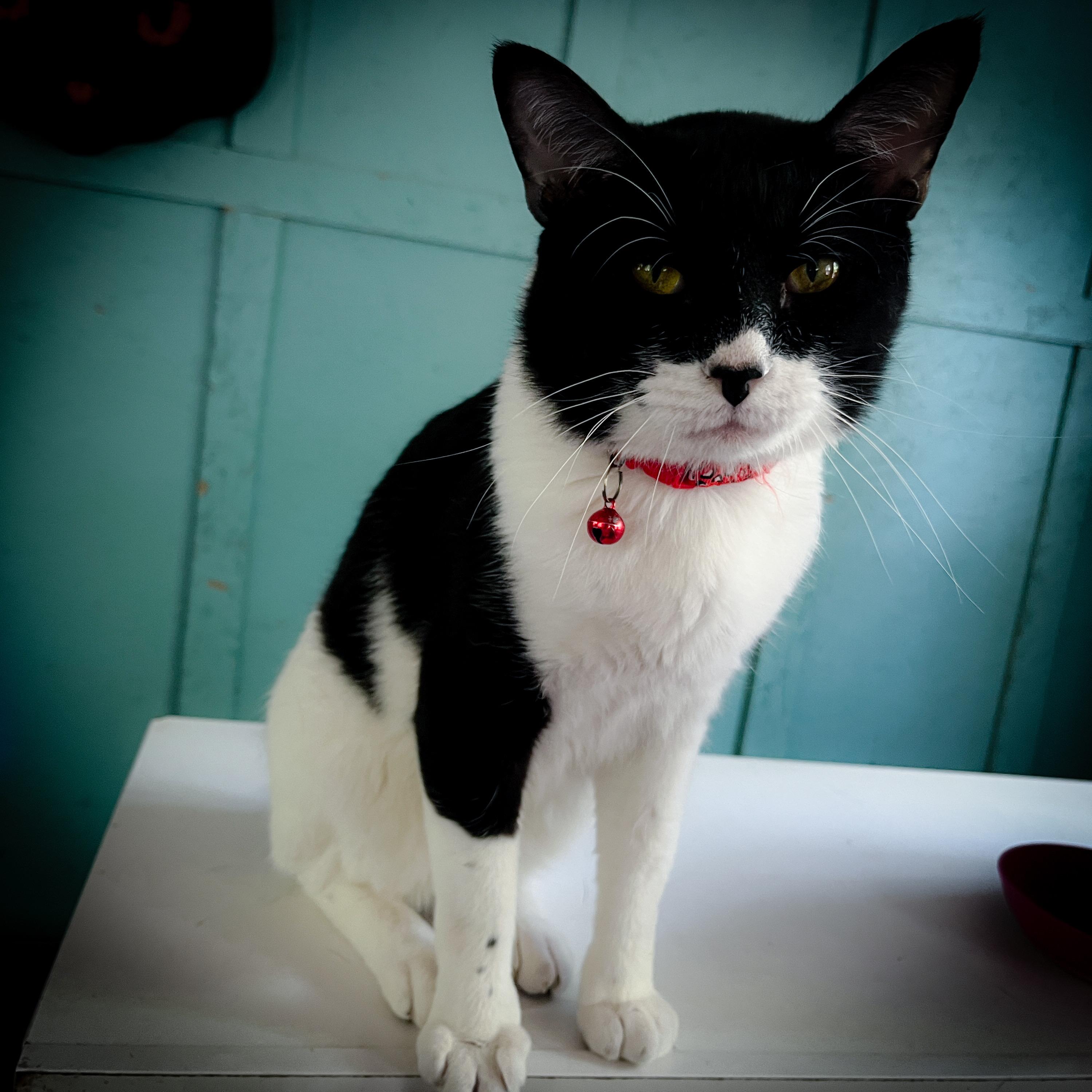 Zeppo, a Adopted Tuxedo in Sherman, TX image 3/5