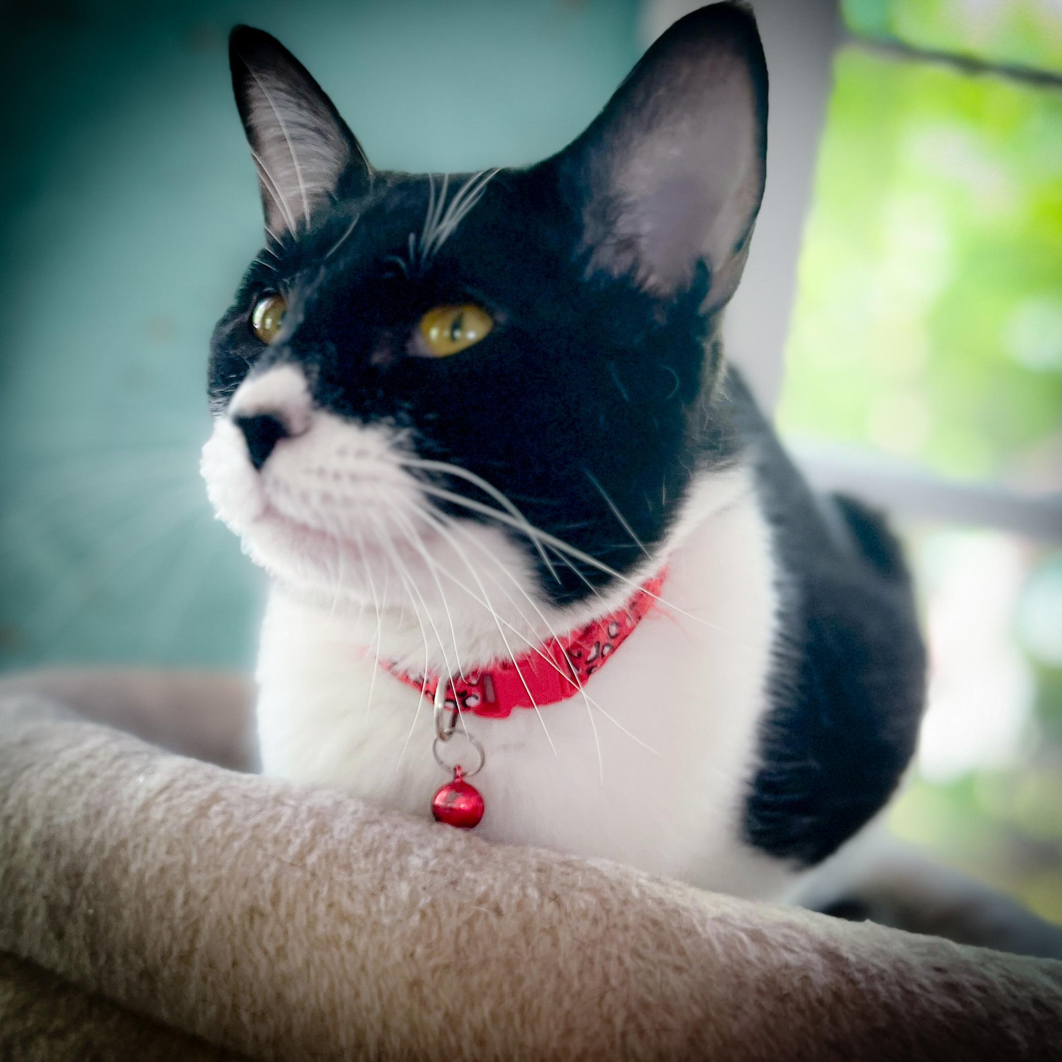 Zeppo, Adopted, Adult Male Tuxedo.