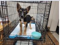 Enlarge Gadget, a Adopted mixed breed in West Bloomfield, MI image 1/1