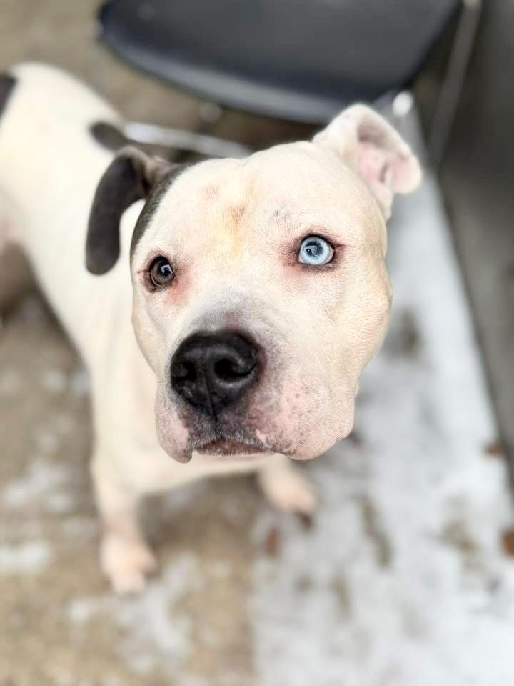 Enlarge Otis, a ADOPTABLE Pit Bull Terrier in Chicago, IL image 1/5