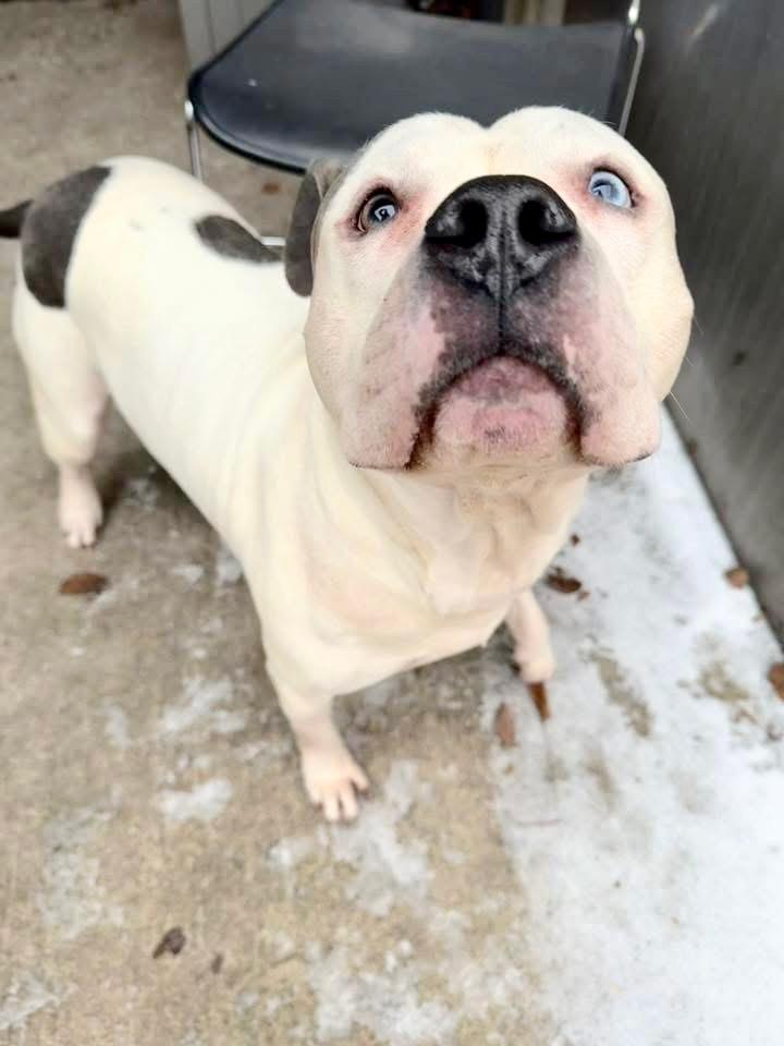 Enlarge Otis, a ADOPTABLE Pit Bull Terrier in Chicago, IL image 2/5