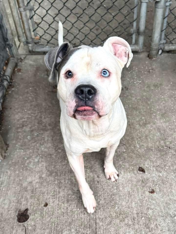Enlarge Otis, a ADOPTABLE Pit Bull Terrier in Chicago, IL image 3/5