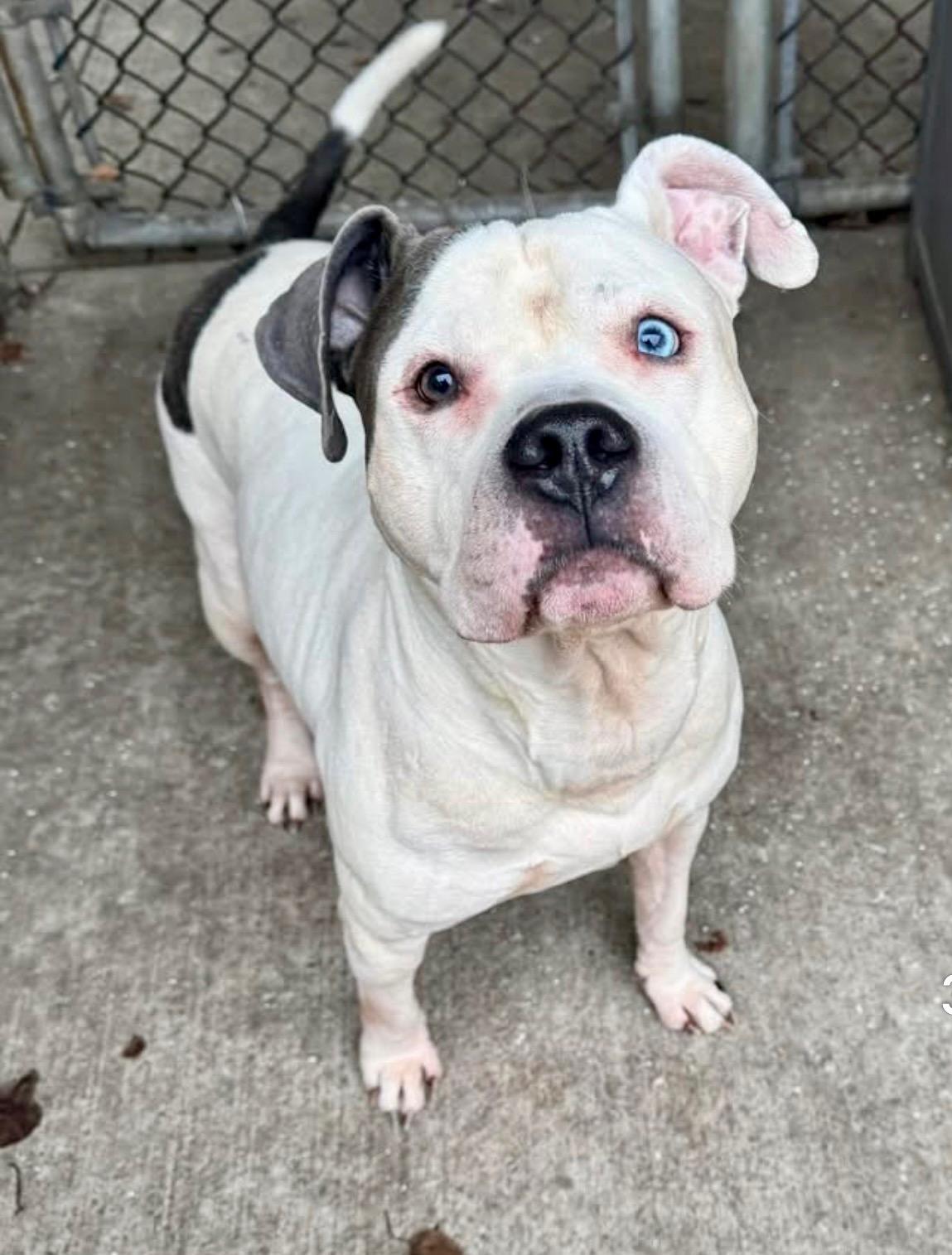 Enlarge Otis, a ADOPTABLE Pit Bull Terrier in Chicago, IL image 4/5