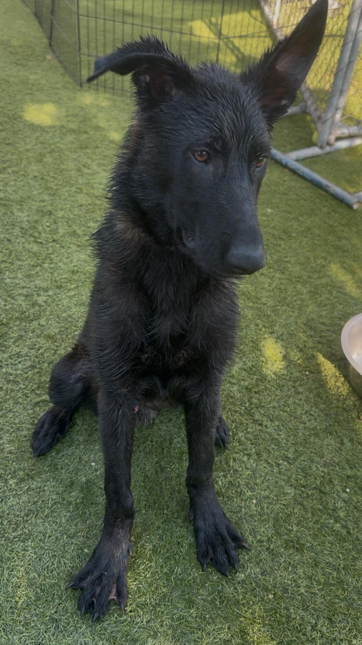 Mato, Adoptable, Young Male Belgian Shepherd / Malinois.
