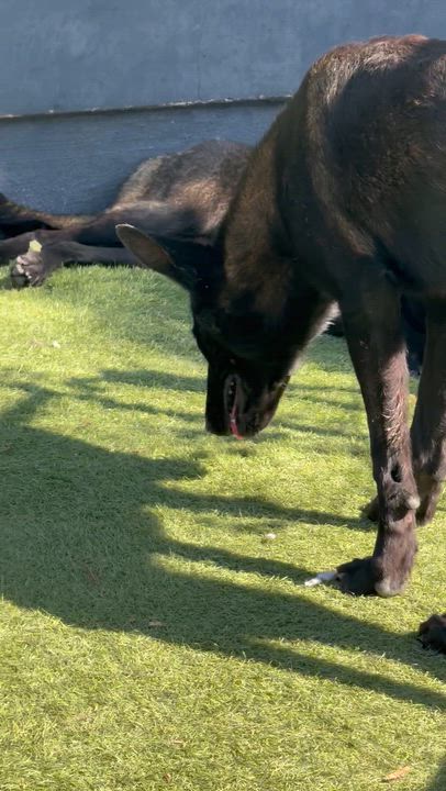 Enlarge Mato, a Adoptable Belgian Shepherd / Malinois in San Diego, CA video 3/3