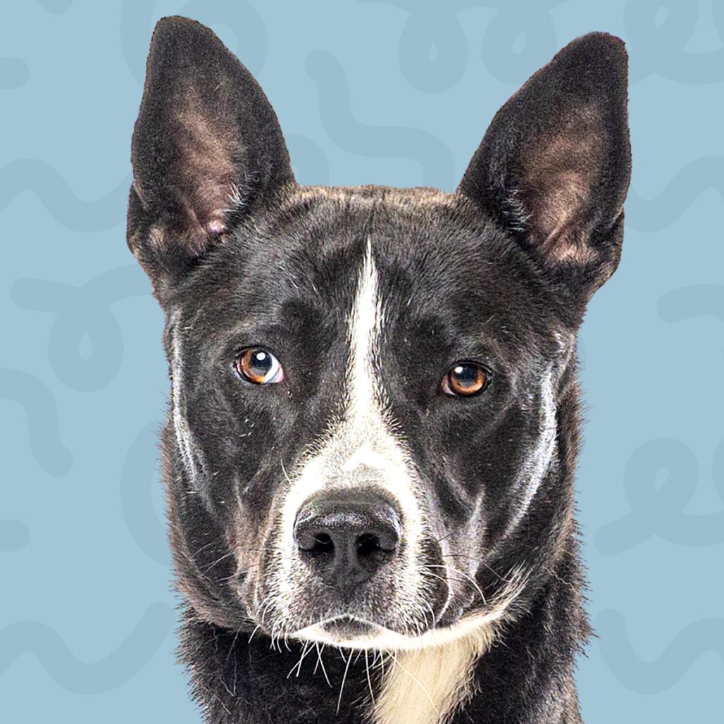 Bolt, a Adoptable mixed breed in Reno, NV image 1/3