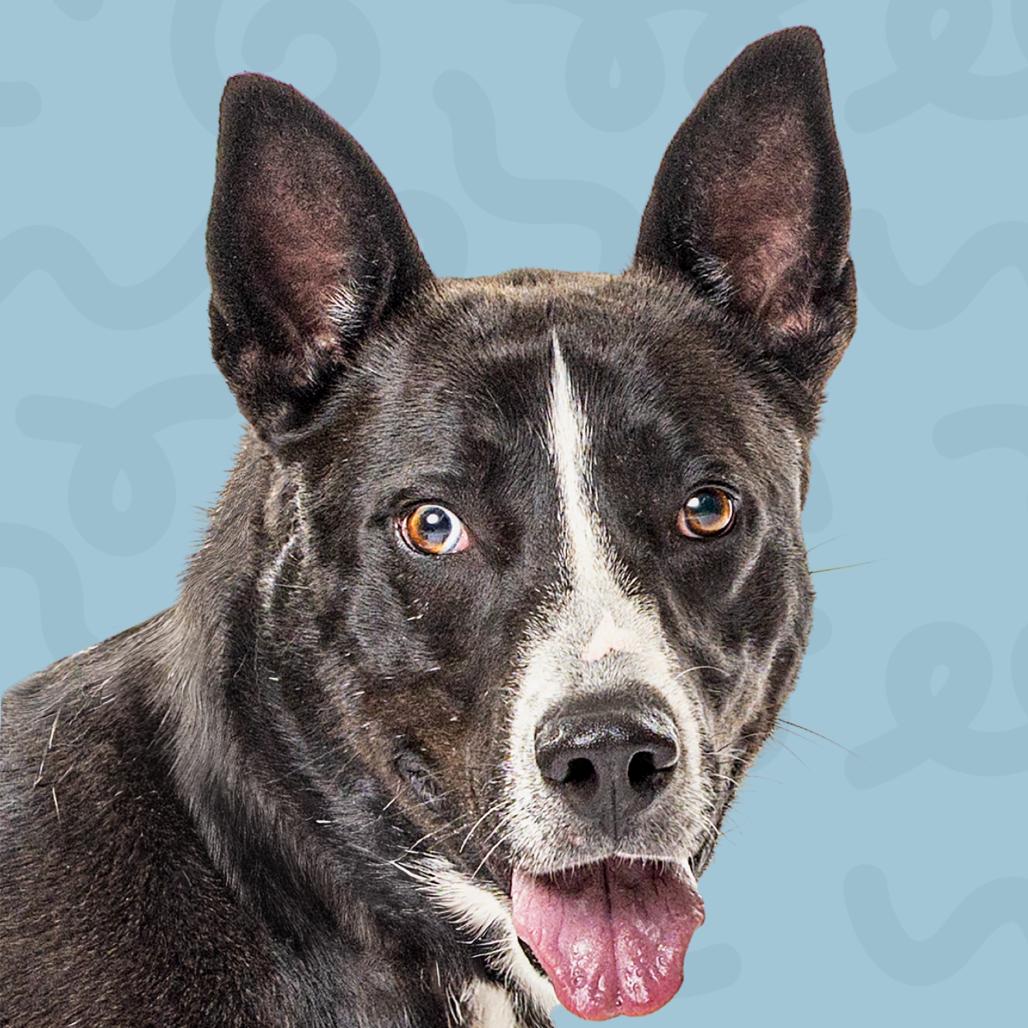 Holt, Adoptable, Young Male Pit Bull Terrier & Husky.