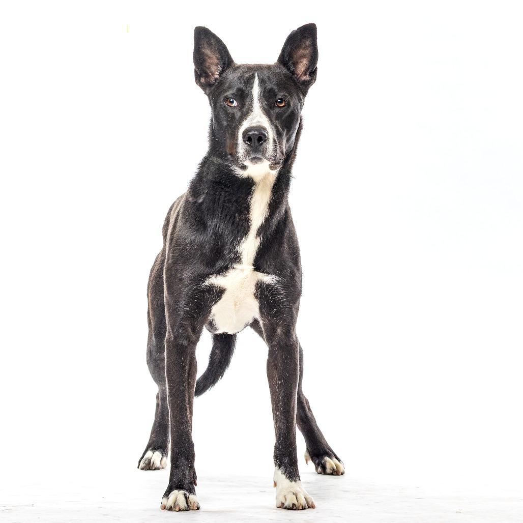 Bolt, a Adoptable mixed breed in Reno, NV image 2/3