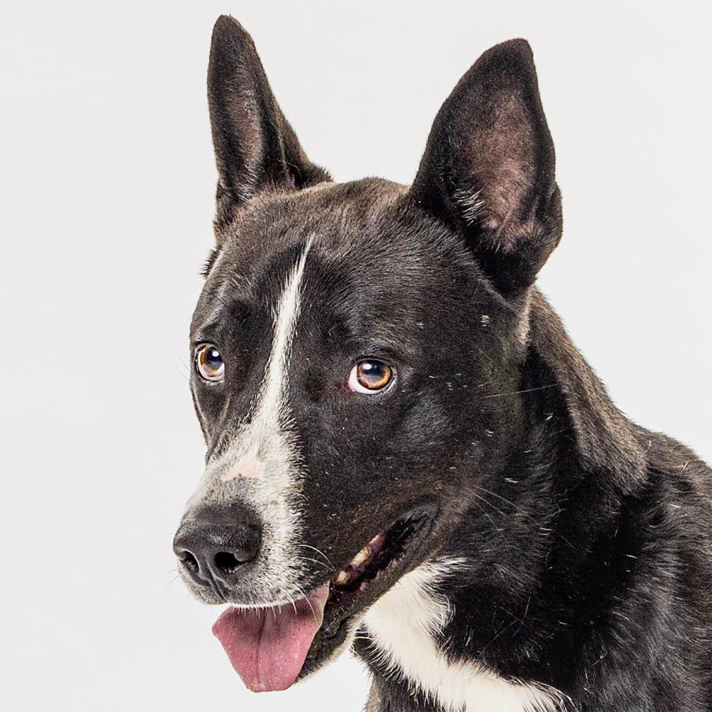 Holt, a Adoptable mixed breed in Reno, NV image 3/4