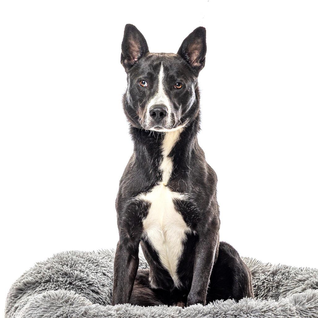 Bolt, a Adoptable mixed breed in Reno, NV image 3/3