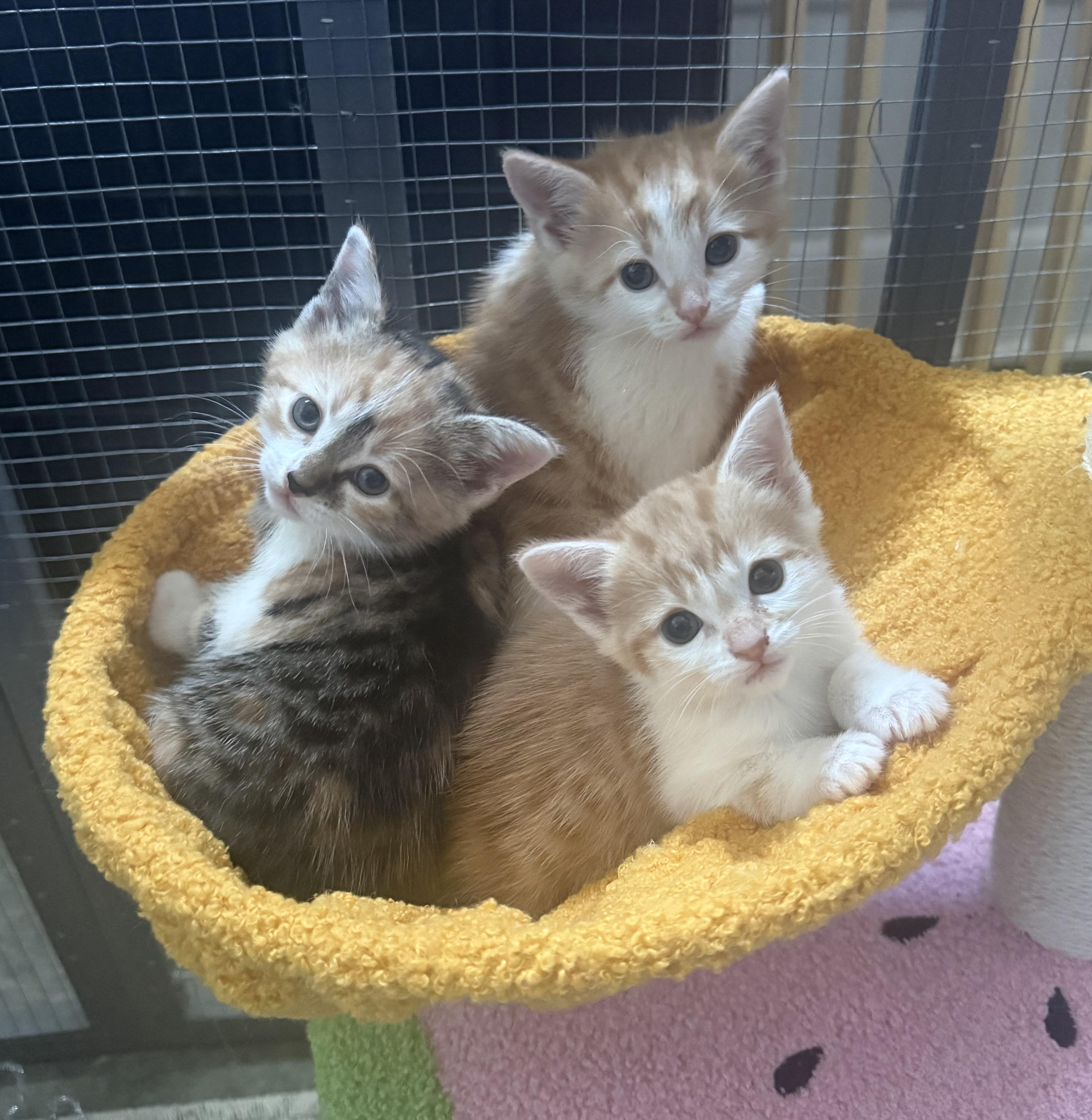 Enlarge Munchie, Tigger, and Zahra, a ADOPTABLE Domestic Short Hair in CANONSBURG, PA image 1/2