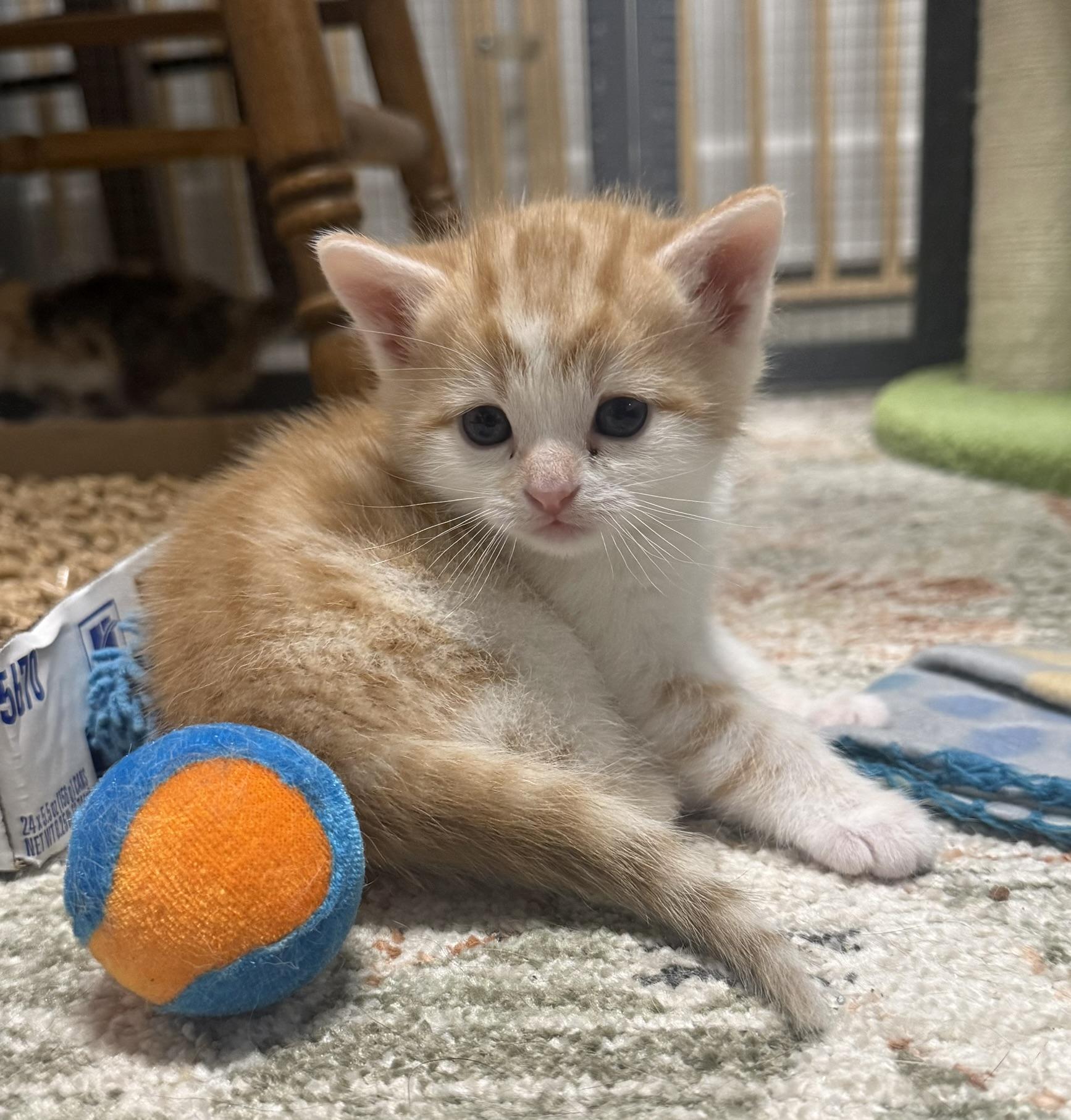 Enlarge Munchie, Tigger, and Zahra, a ADOPTABLE Domestic Short Hair in CANONSBURG, PA image 2/2