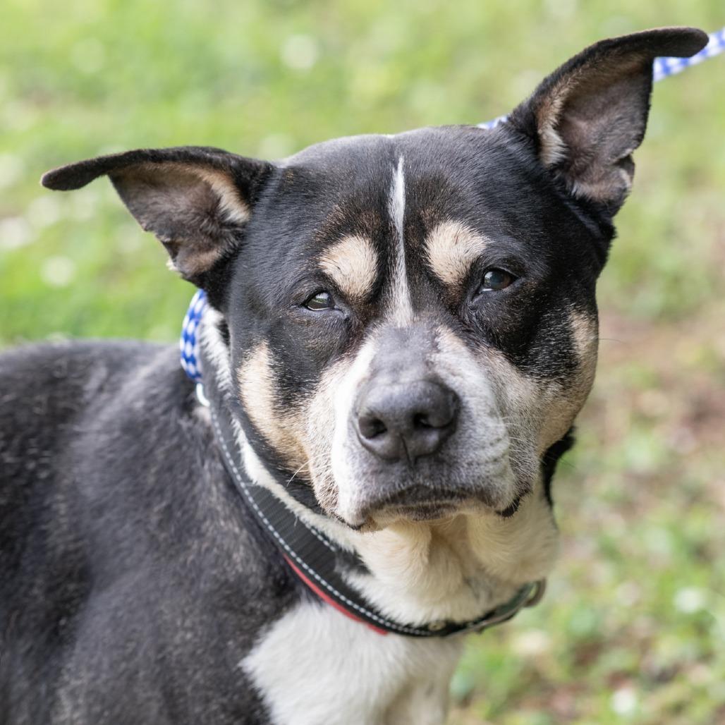 BUSTER-30635, Adoptable, Senior Male Pit Bull Terrier & Mixed Breed.