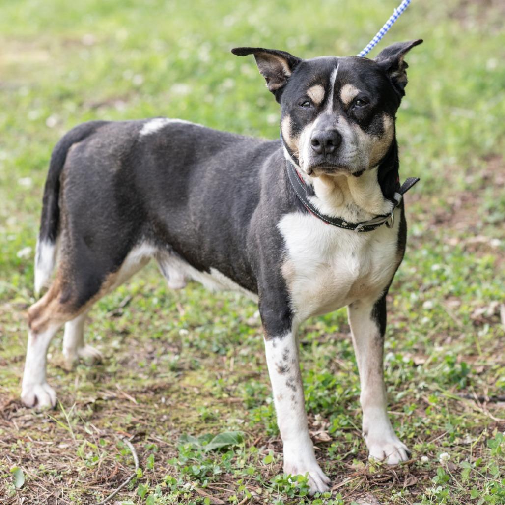 BUSTER-30635, a Adoptable mixed breed in Bartlett, TN image 2/2