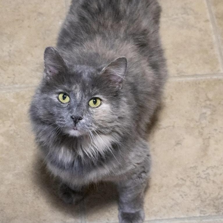 Enlarge Munchi (FIV+), a Adoptable mixed breed in Shippenville, PA image 2/10