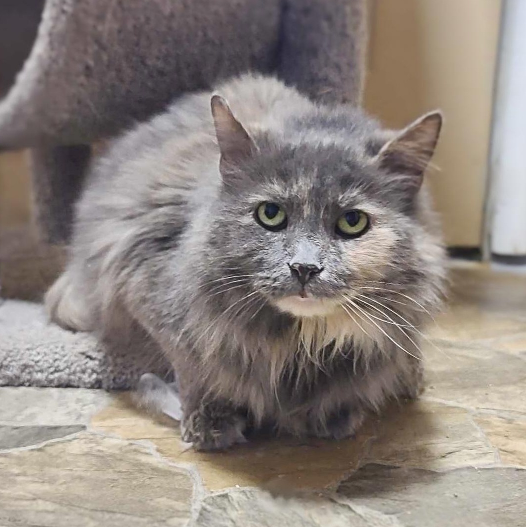 Enlarge Munchi (FIV+), a Adoptable mixed breed in Shippenville, PA image 1/10