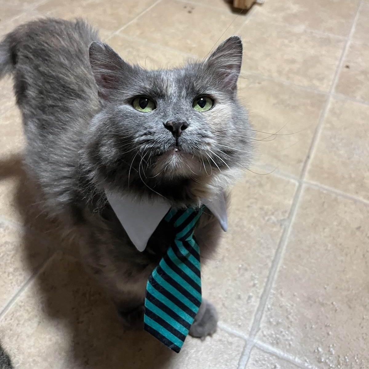 Enlarge Munchi (FIV+), a Adoptable mixed breed in Shippenville, PA image 6/10