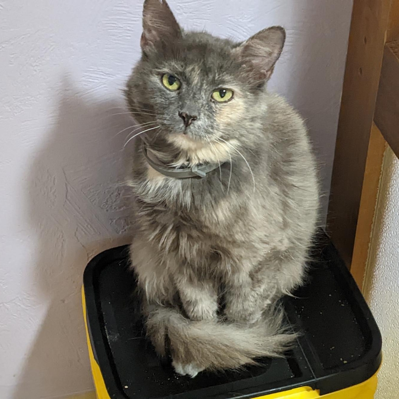 Enlarge Munchi (FIV+), a Adoptable mixed breed in Shippenville, PA image 9/10