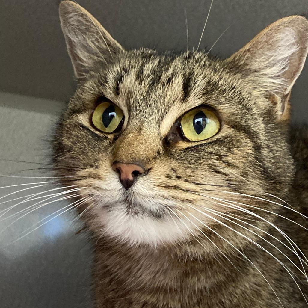 Alvin, Adoptable, Senior Male Domestic Short Hair.