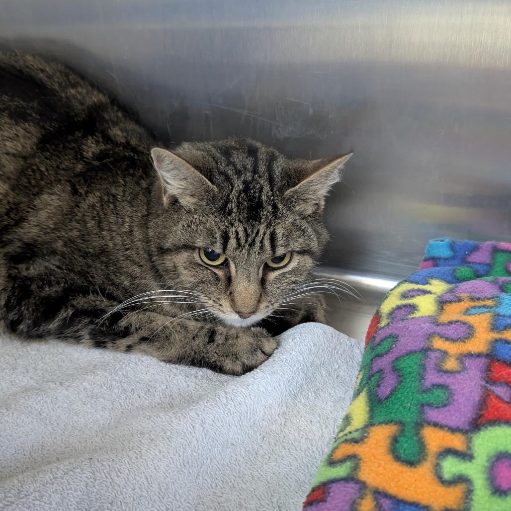Enlarge Alvin, a Adoptable Domestic Short Hair in Buffalo, WY image 2/2