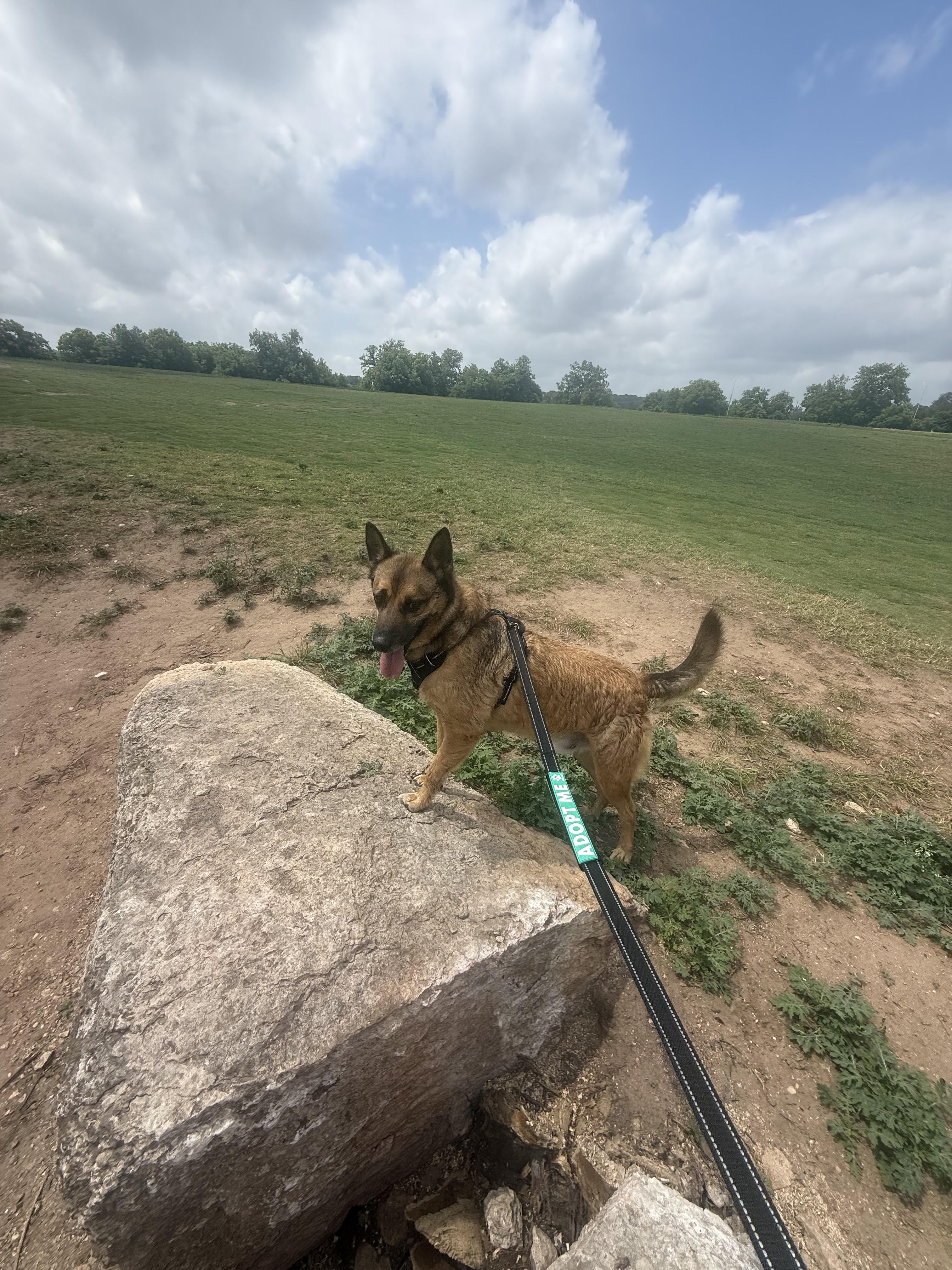 Freedom , a Adoptable German Shepherd Dog in Pflugerville, TX image 5/6