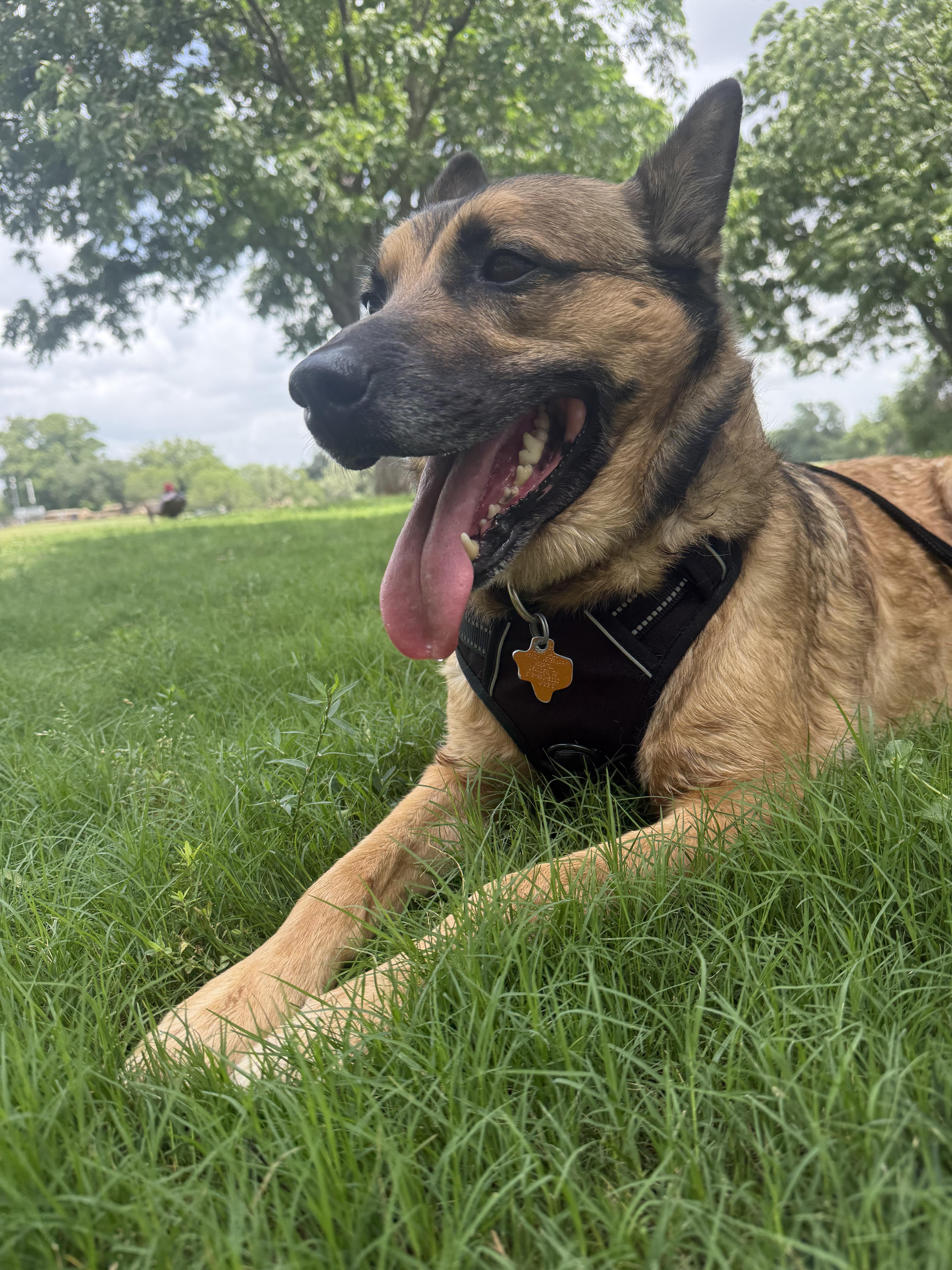 Freedom , a Adoptable German Shepherd Dog in Pflugerville, TX image 3/6