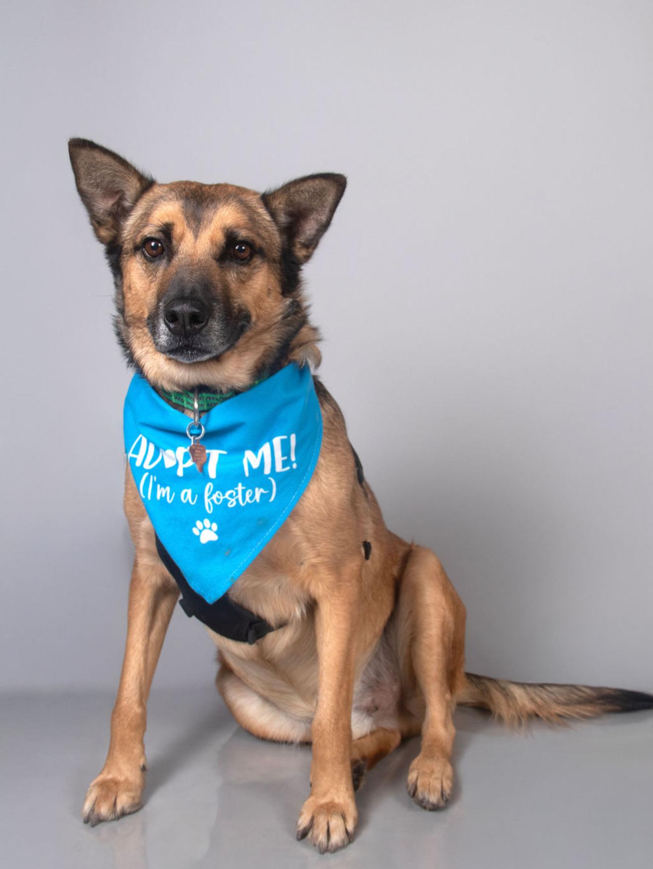 Freedom , a Adoptable German Shepherd Dog in Pflugerville, TX image 1/6