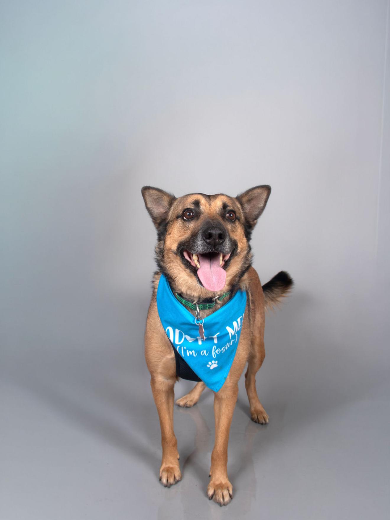 Freedom , a Adoptable German Shepherd Dog in Pflugerville, TX image 2/6