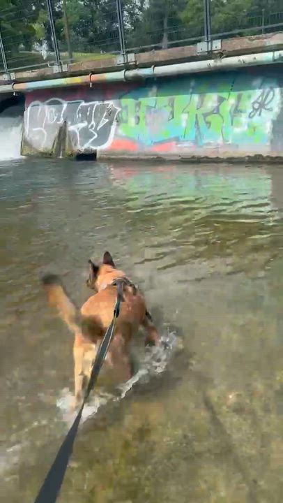 Enlarge Freedom , a Adoptable German Shepherd Dog in Pflugerville, TX video 6/6