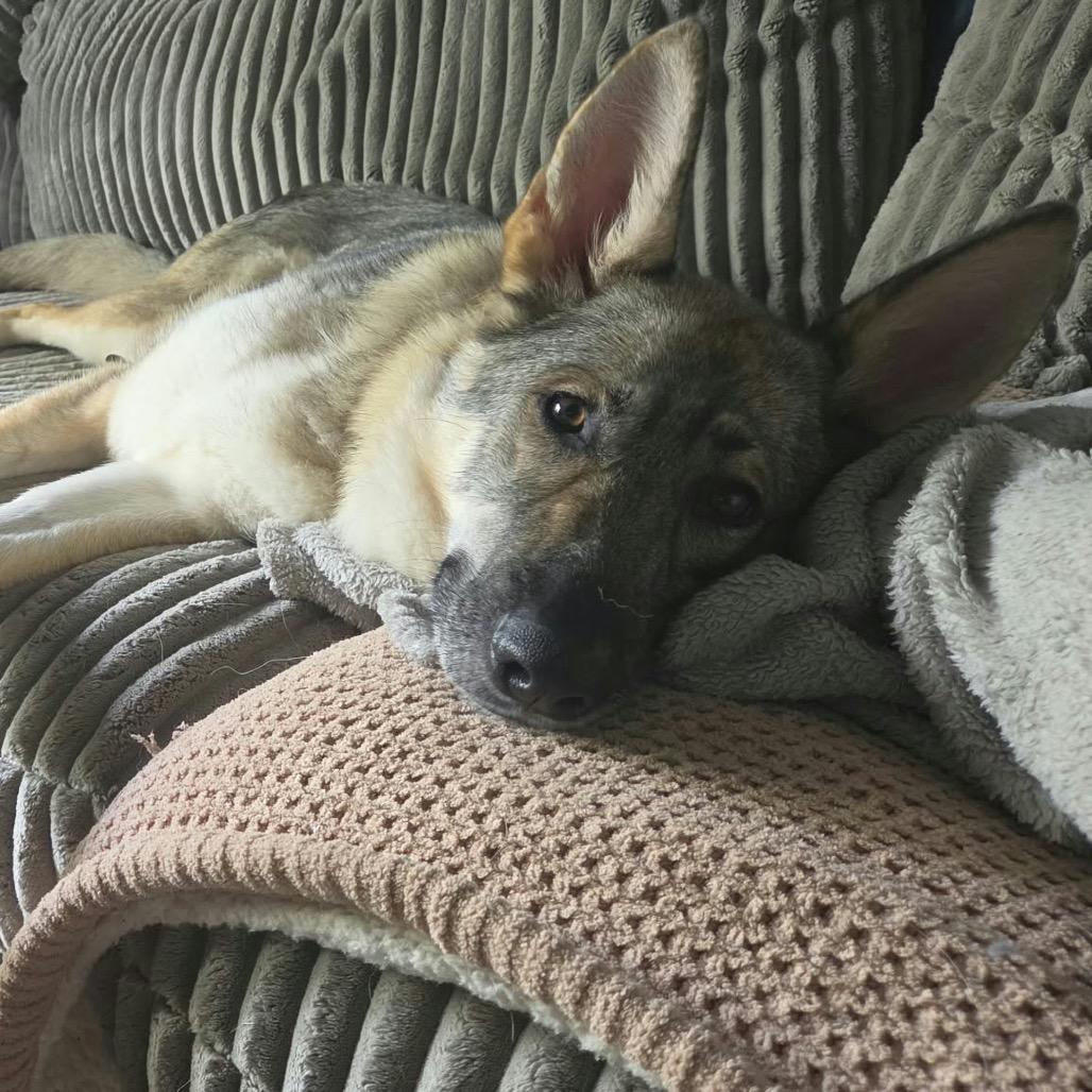 Enlarge Delphine, a Adoptable mixed breed in Hutchinson, MN image 1/5