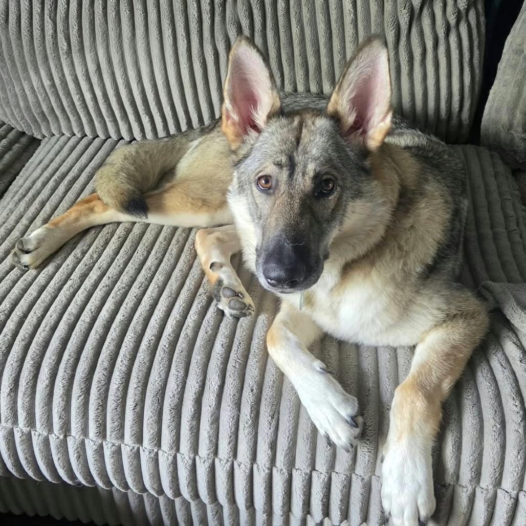 Enlarge Delphine, a Adoptable mixed breed in Hutchinson, MN image 3/5