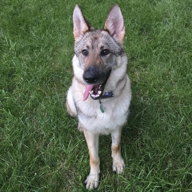 Enlarge Delphine, a Adoptable mixed breed in Hutchinson, MN image 4/5