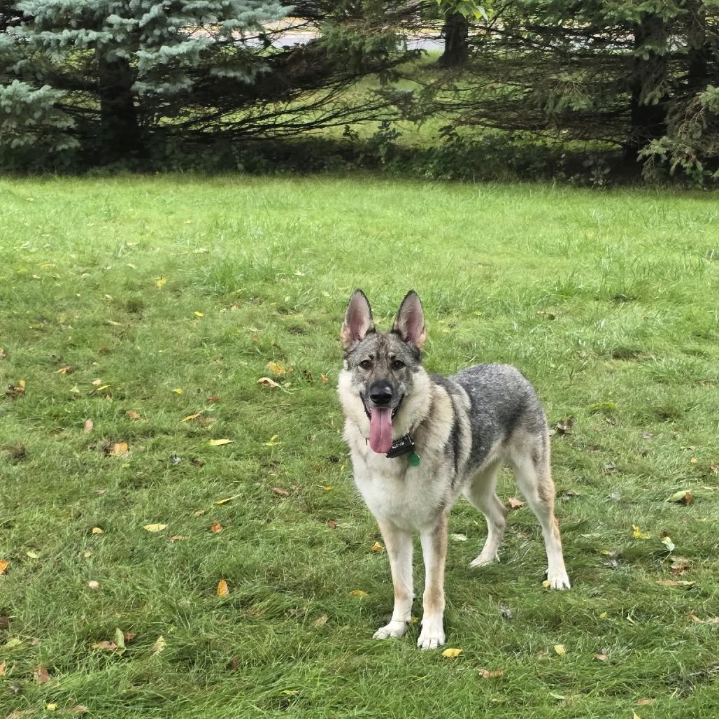 Enlarge Delphine, a Adoptable mixed breed in Hutchinson, MN image 5/5