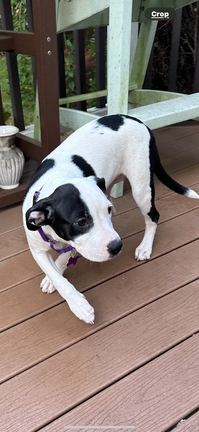 Enlarge Oreo, a Adopted mixed breed in Cranston, RI image 3/5