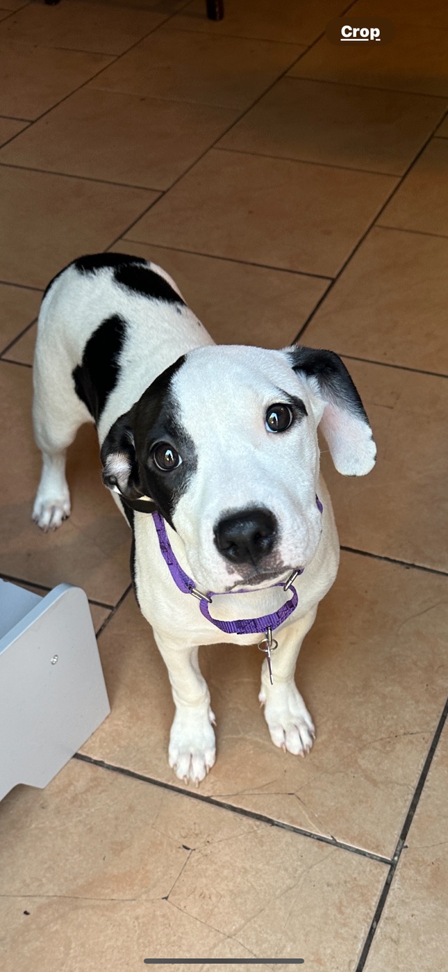 Oreo, Adopted, Puppy Female Pit Bull Terrier.