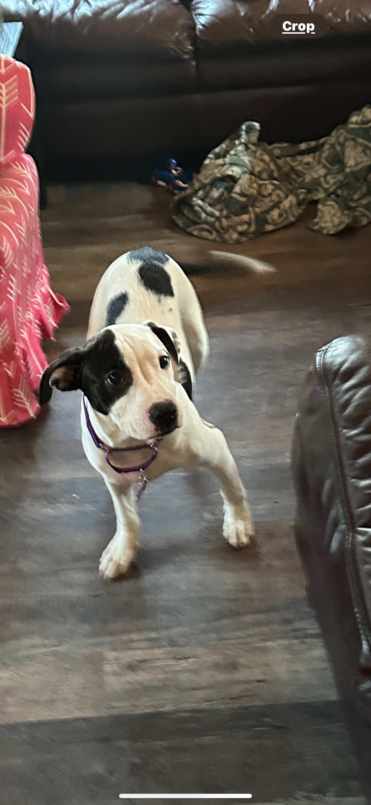 Enlarge Oreo, a Adopted mixed breed in Cranston, RI image 5/5