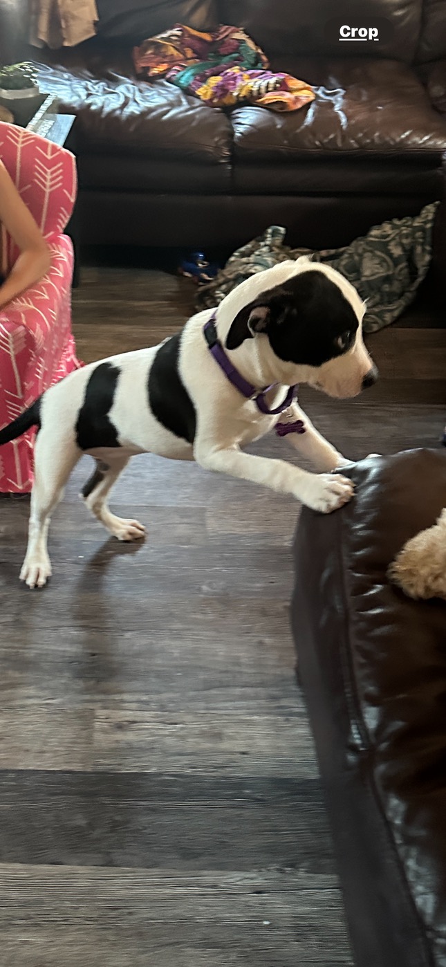 Enlarge Oreo, a Adopted mixed breed in Cranston, RI image 2/5