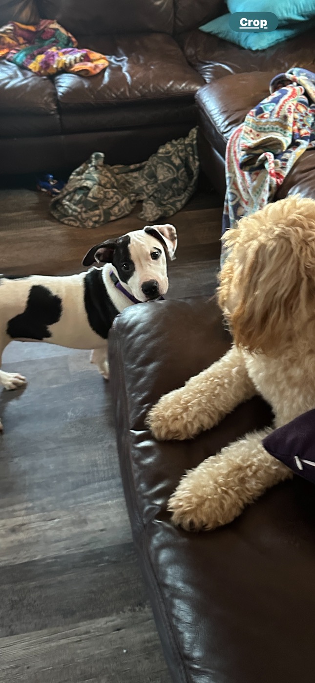 Enlarge Oreo, a Adopted mixed breed in Cranston, RI image 4/5