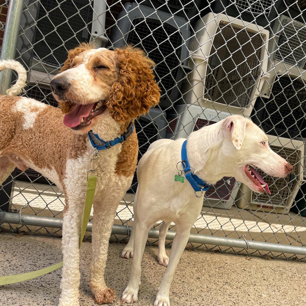 Popple, Adoptable, Adult Male Standard Poodle.