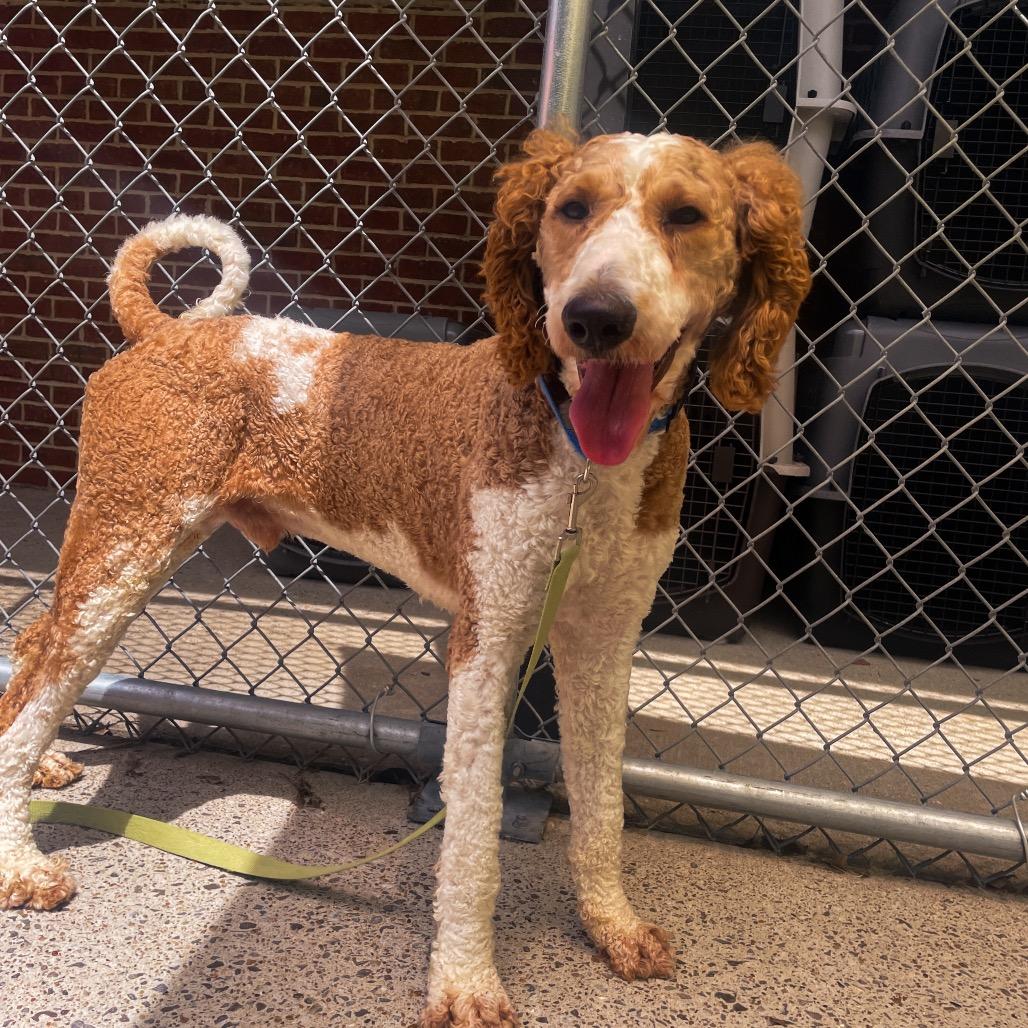 Popple, a Adoptable Standard Poodle in Nashville, TN image 2/6