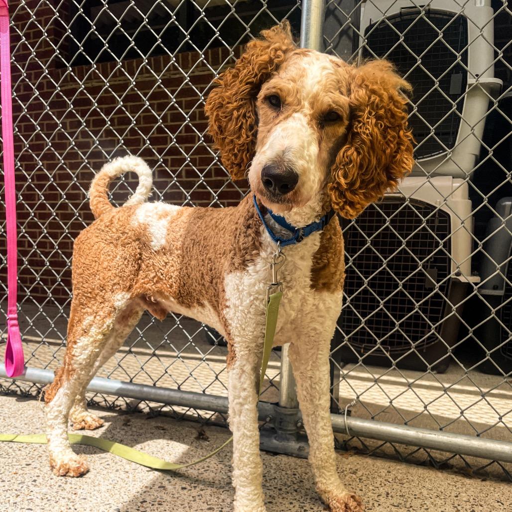 Popple, a Adoptable Standard Poodle in Nashville, TN image 3/6