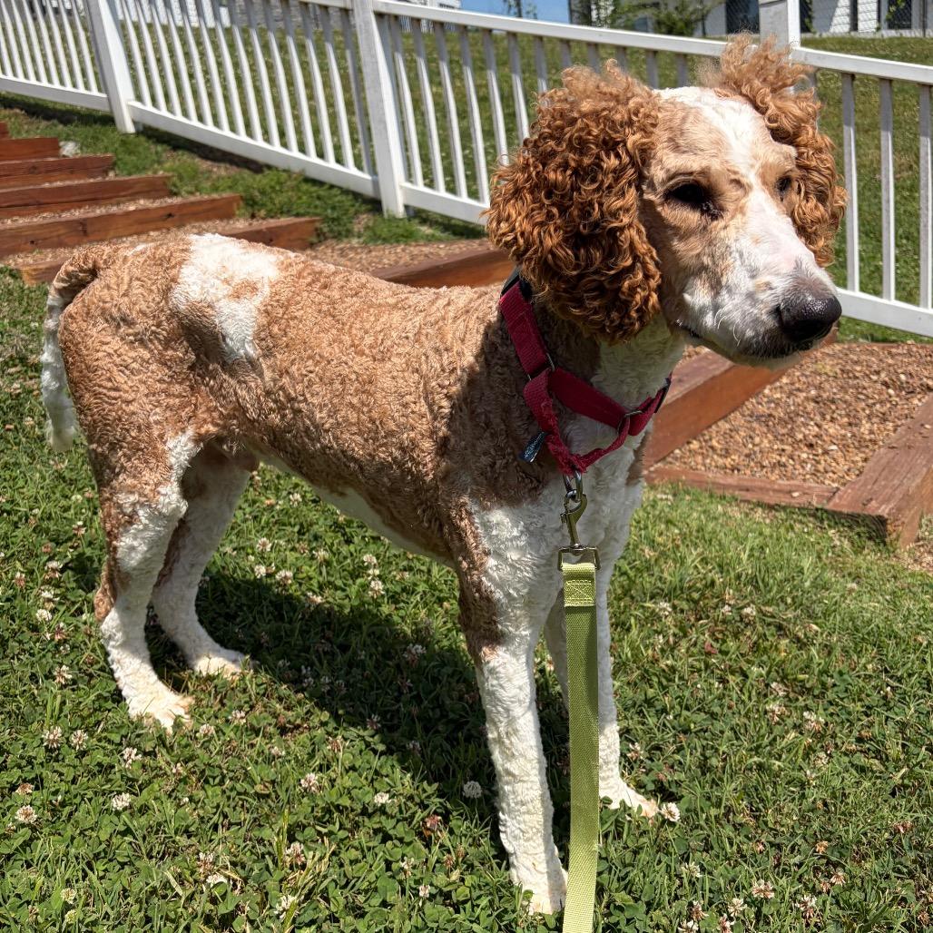 Popple, a Adoptable Standard Poodle in Nashville, TN image 4/6