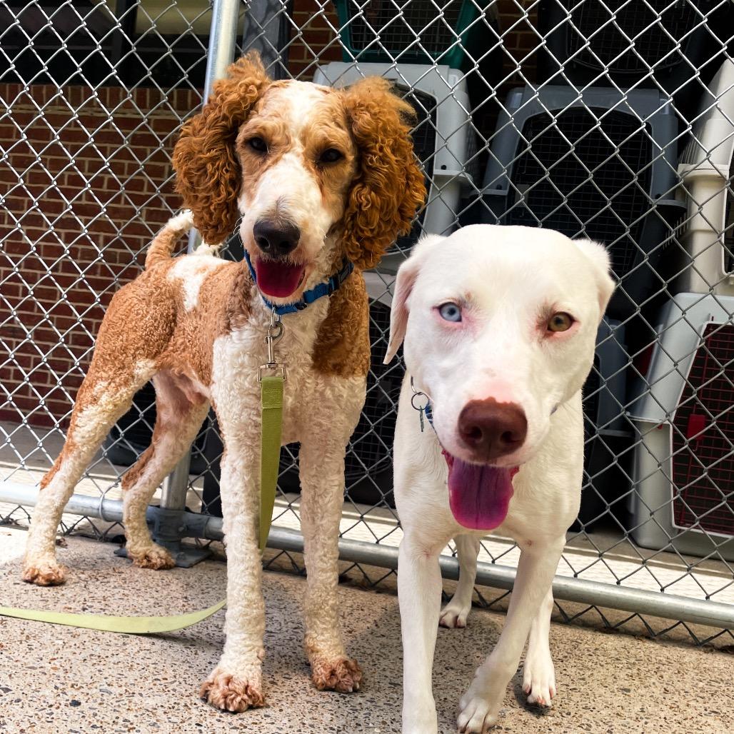 Popple, a Adoptable Standard Poodle in Nashville, TN image 6/6