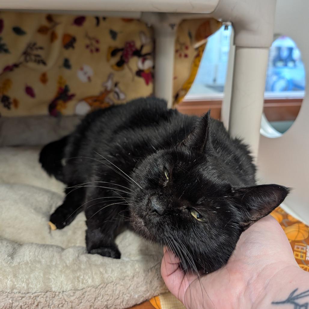 Enlarge Ezmer, a Adoptable Domestic Short Hair in Saint Cloud, MN image 1/6