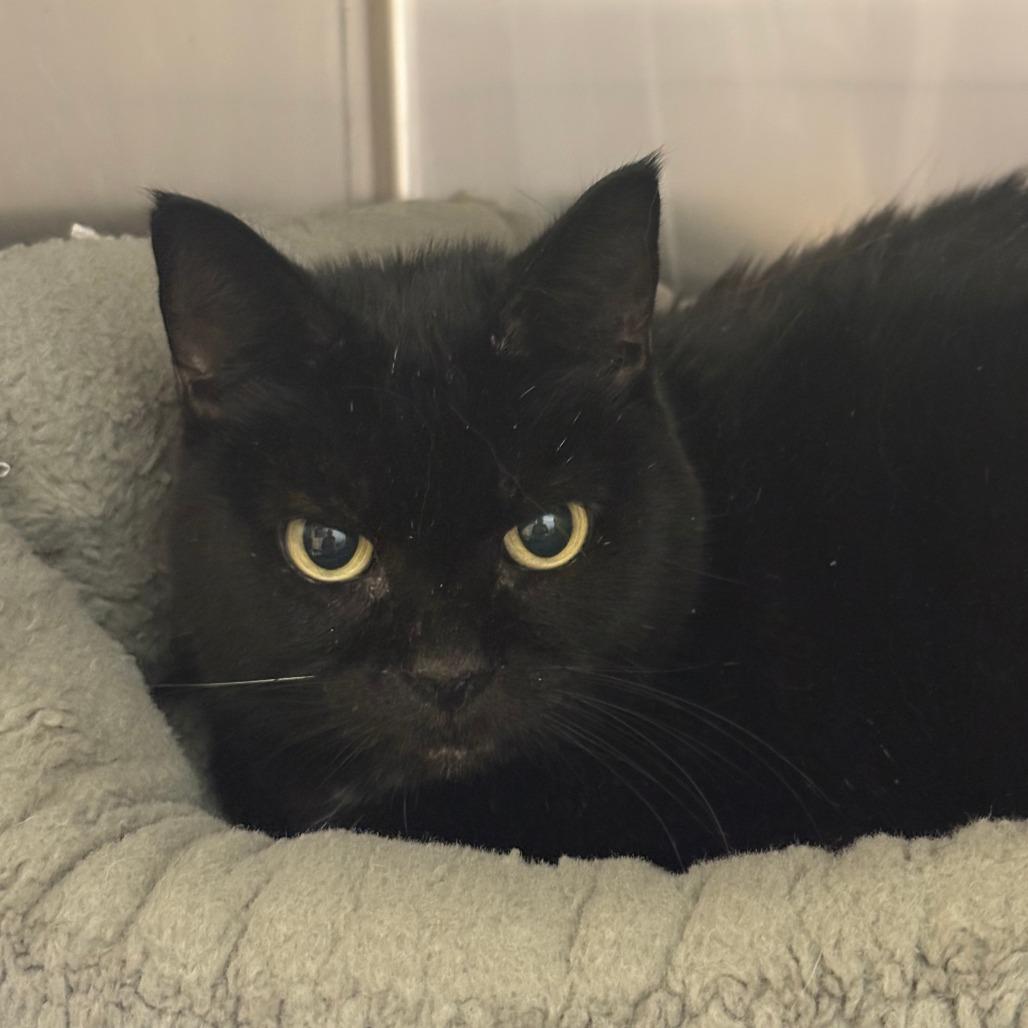 Enlarge Ezmer, a Adoptable Domestic Short Hair in Saint Cloud, MN image 2/6