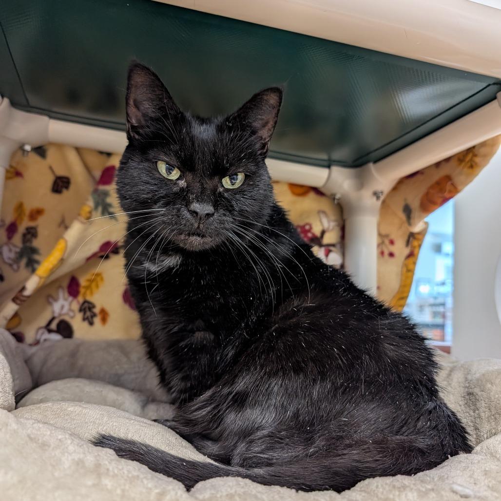 Enlarge Ezmer, a Adoptable Domestic Short Hair in Saint Cloud, MN image 3/6